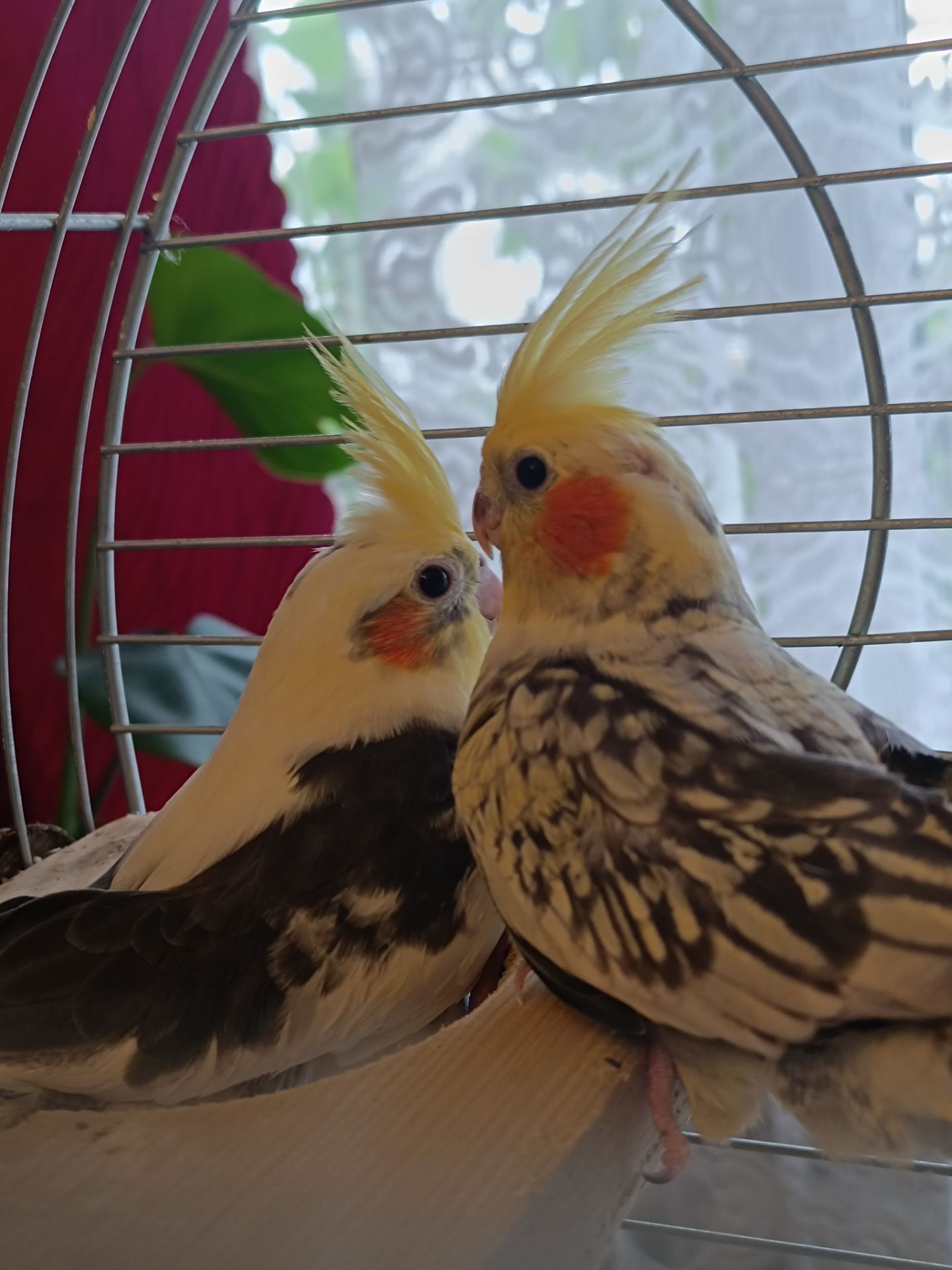 🦜 Домашні ручні корели! 🦜