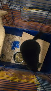 Шиншилла мальчик. Молодой.