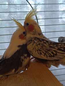 🦜 Домашні ручні корели! 🦜