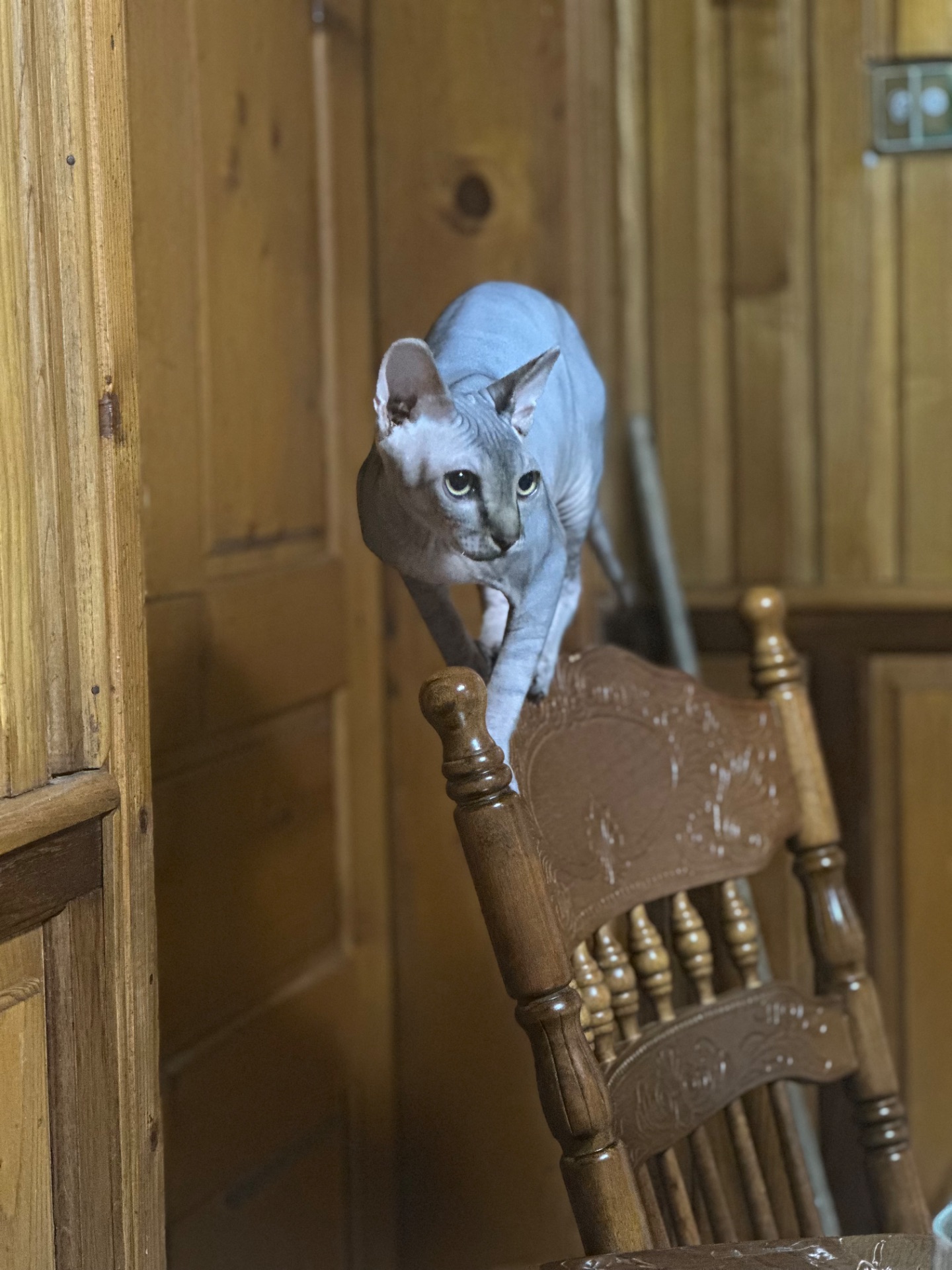Подарую чудового котика