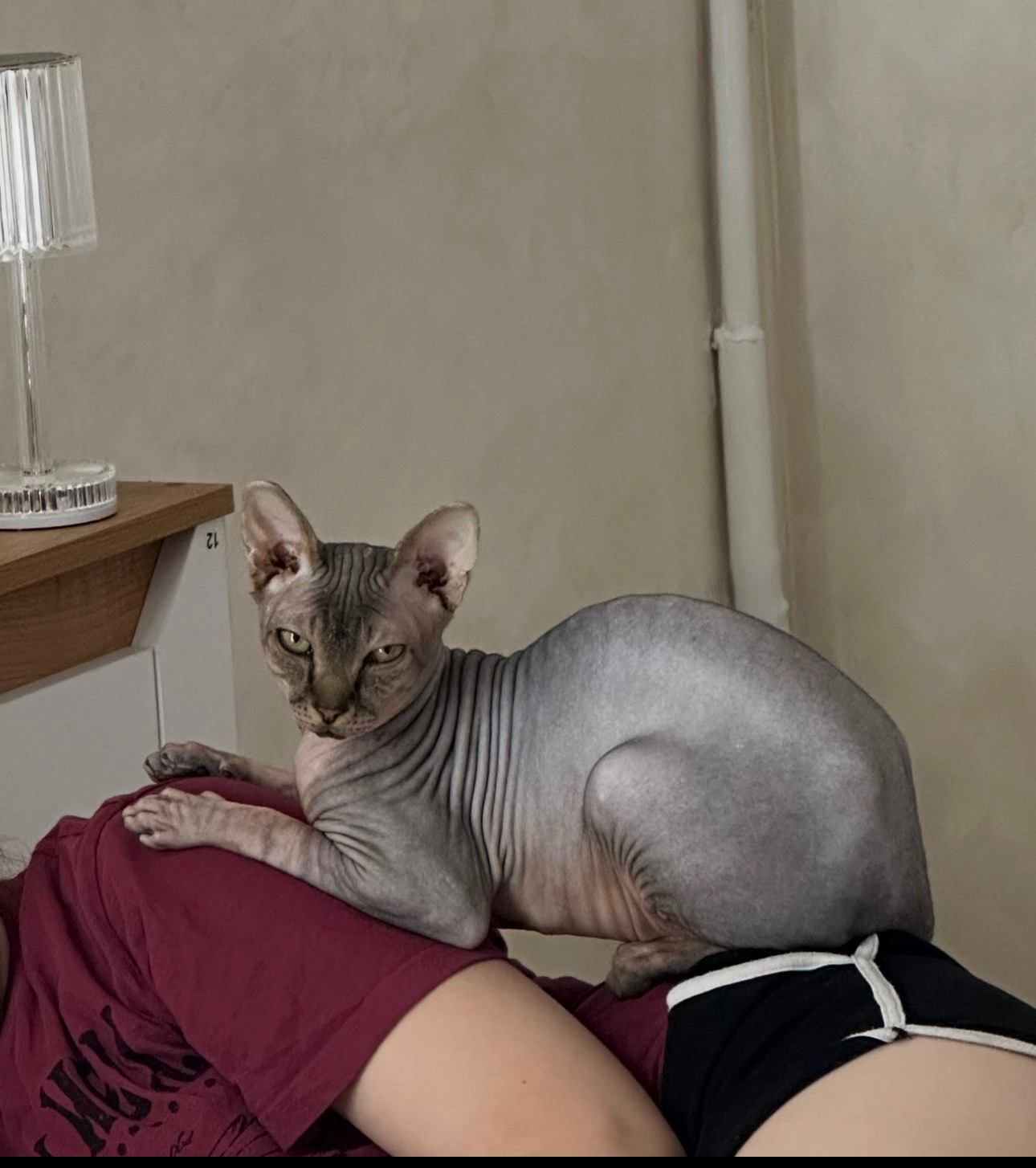 Подарую чудового котика