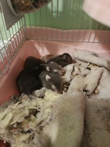 Очень миленькие хорошенькие