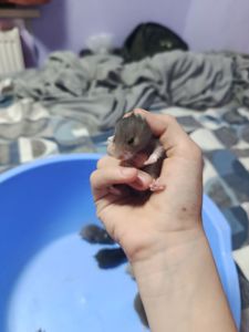 Очень миленькие хорошенькие