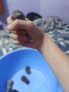 Очень миленькие хорошенькие