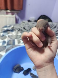 Очень миленькие хорошенькие