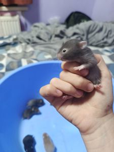Очень миленькие хорошенькие