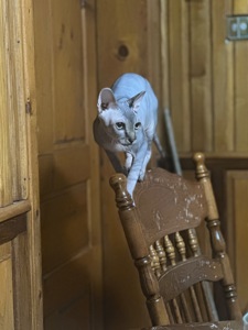 Подарую чудового котика