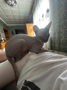 Подарую чудового котика