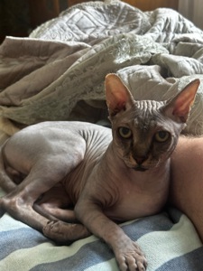 Подарую чудового котика