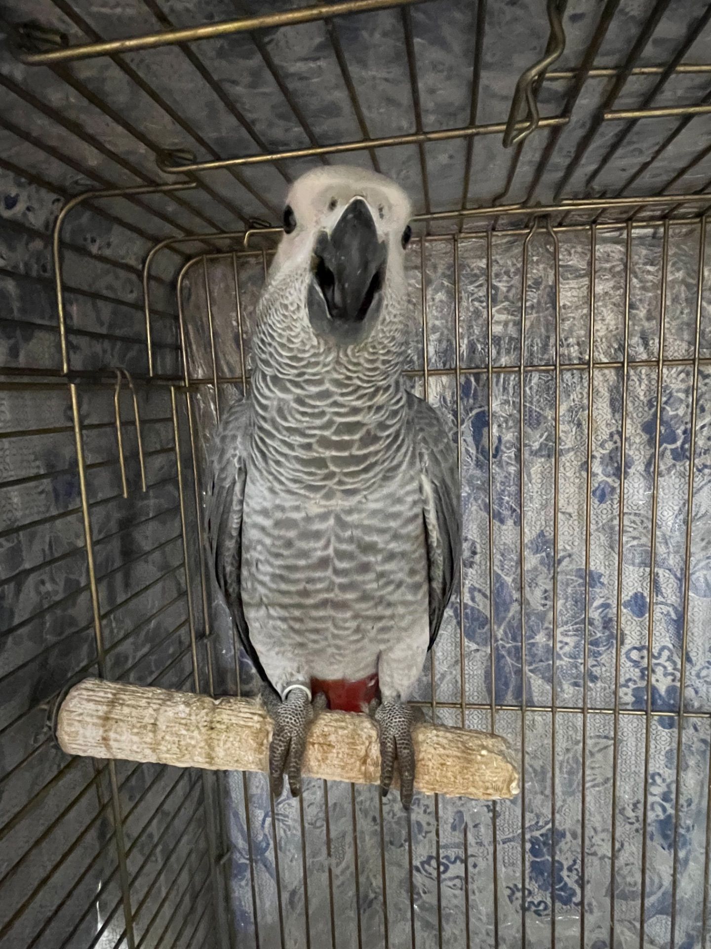 Малышня попугаев Жако Алохвостые