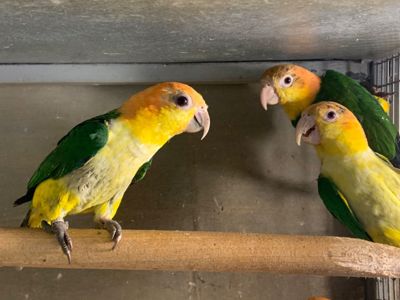 Каик прыгающий попугайчик