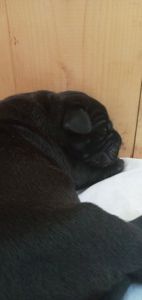 Бронь цуценят Кане Корсо