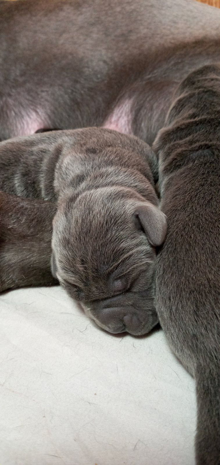 Бронь цуценят Кане Корсо