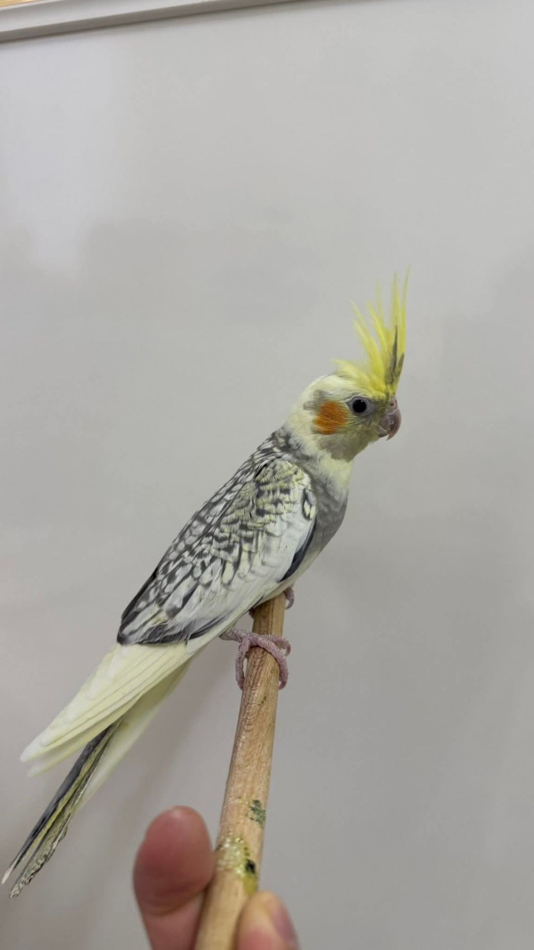 🐥 Домашні, ручні корели