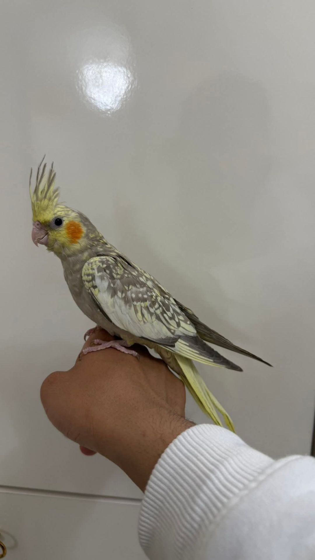 🐥 Домашні, ручні корели