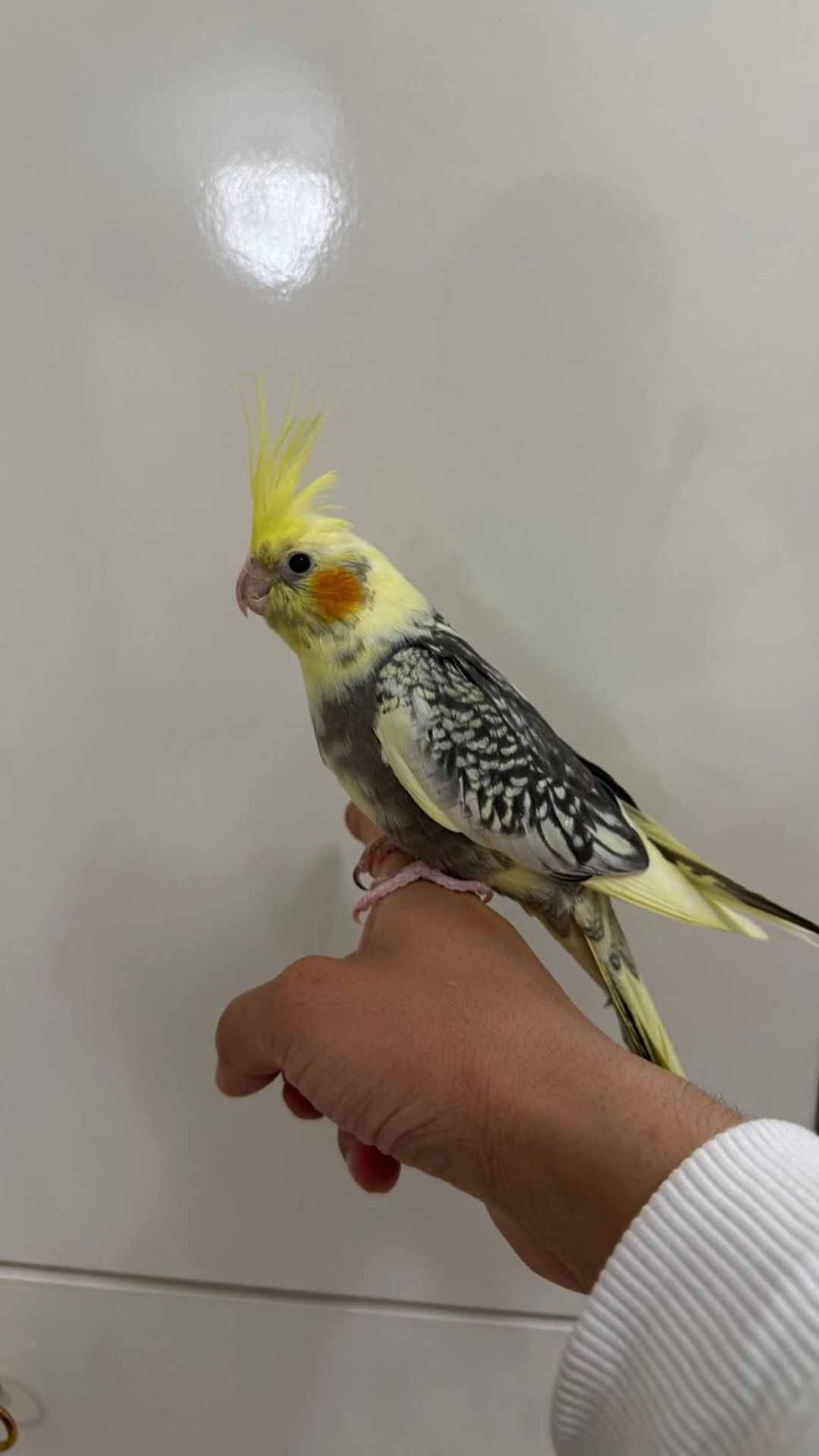🐥 Домашні, ручні корели