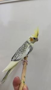 🐥 Домашні, ручні корели