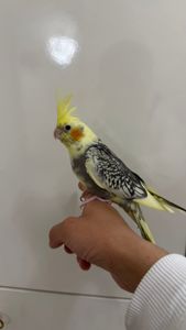 🐥 Домашні, ручні корели