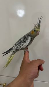🐥 Домашні, ручні корели
