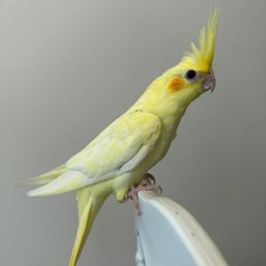 🐥 Домашні, ручні корели