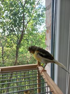 Кенар