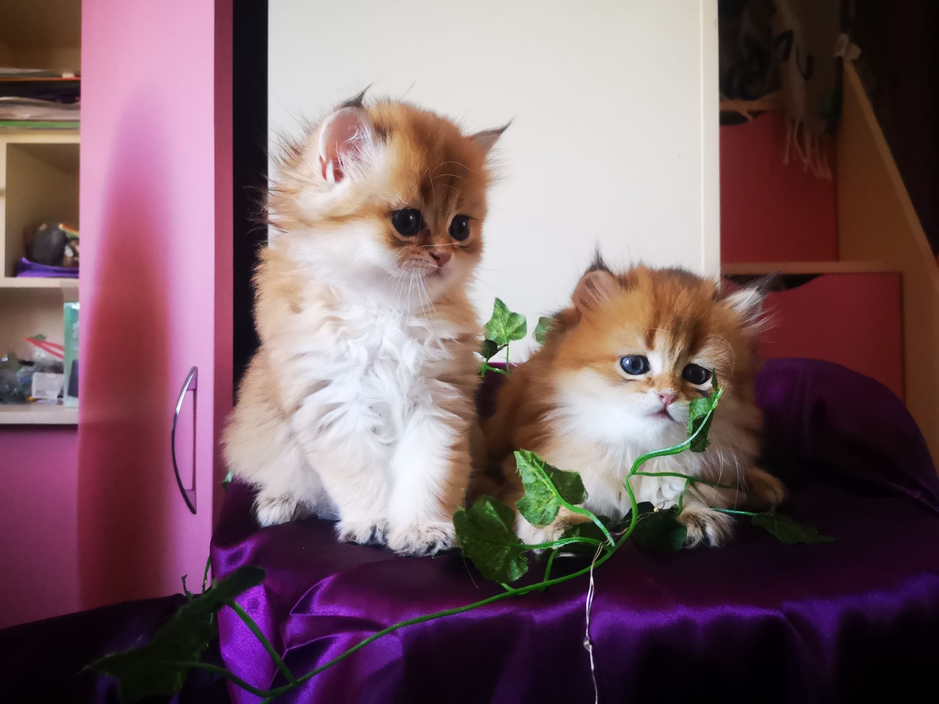 Котята британской золотой шиншиллы