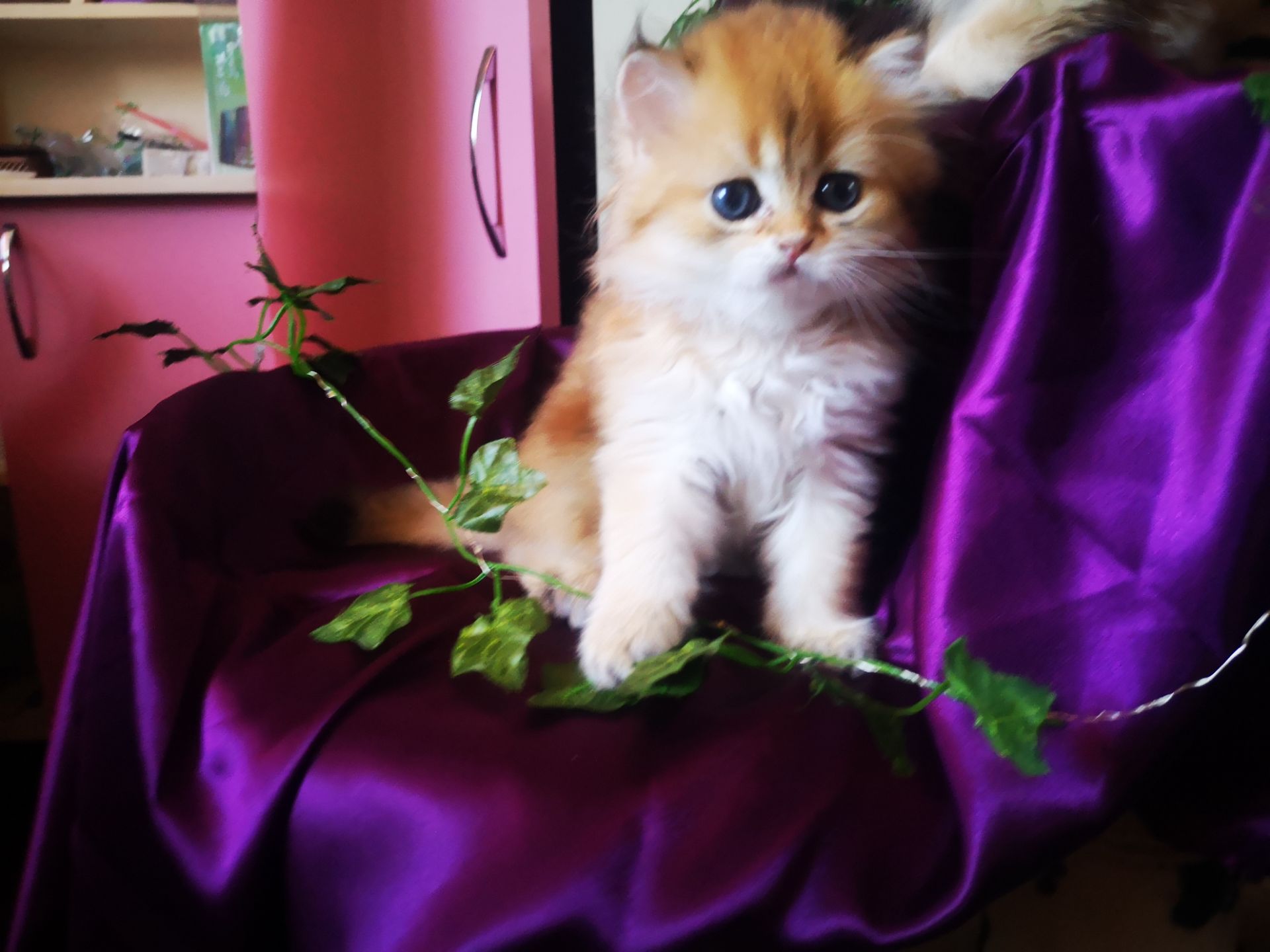 Котята британской золотой шиншиллы
