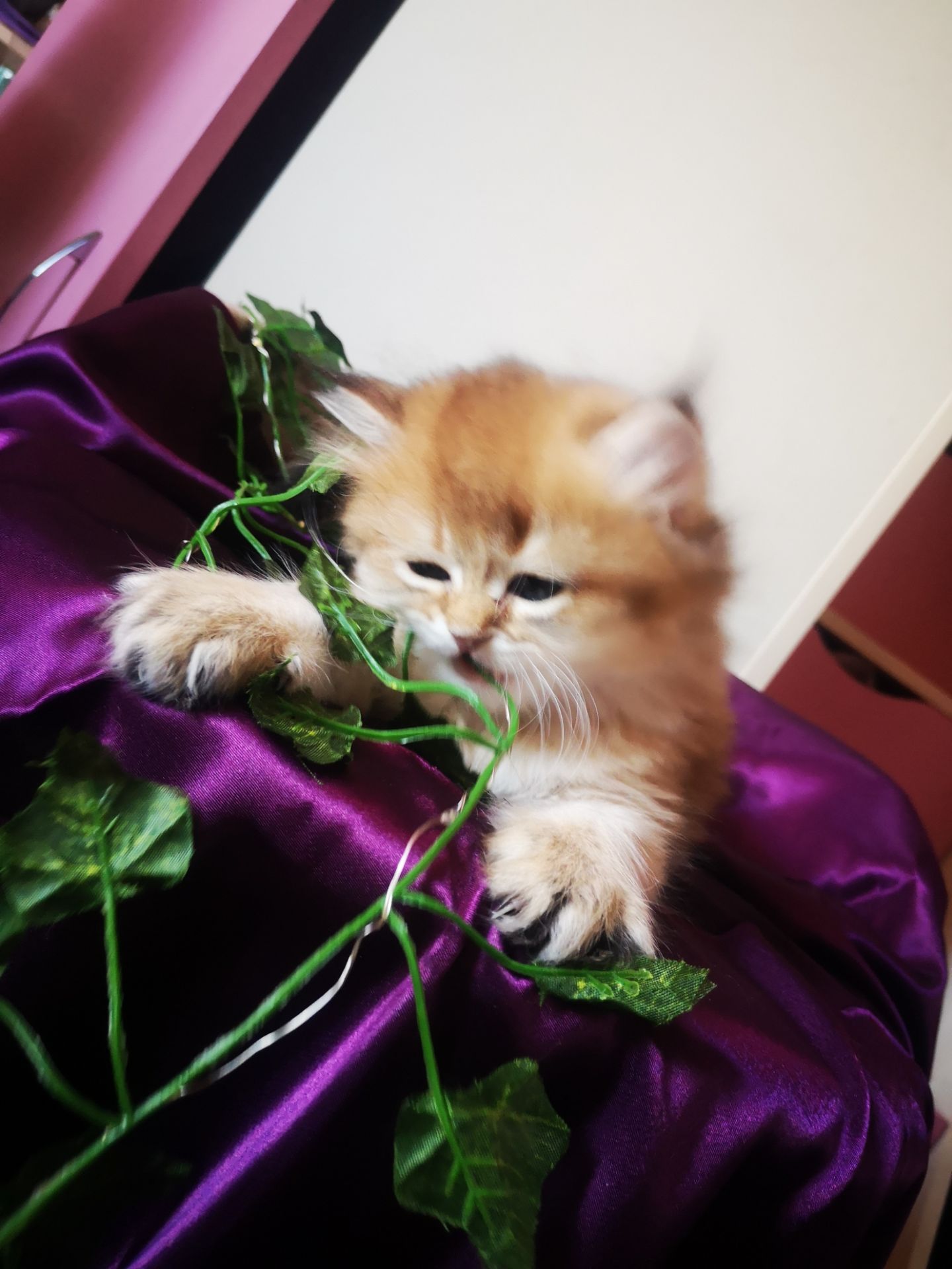 Котята британской золотой шиншиллы