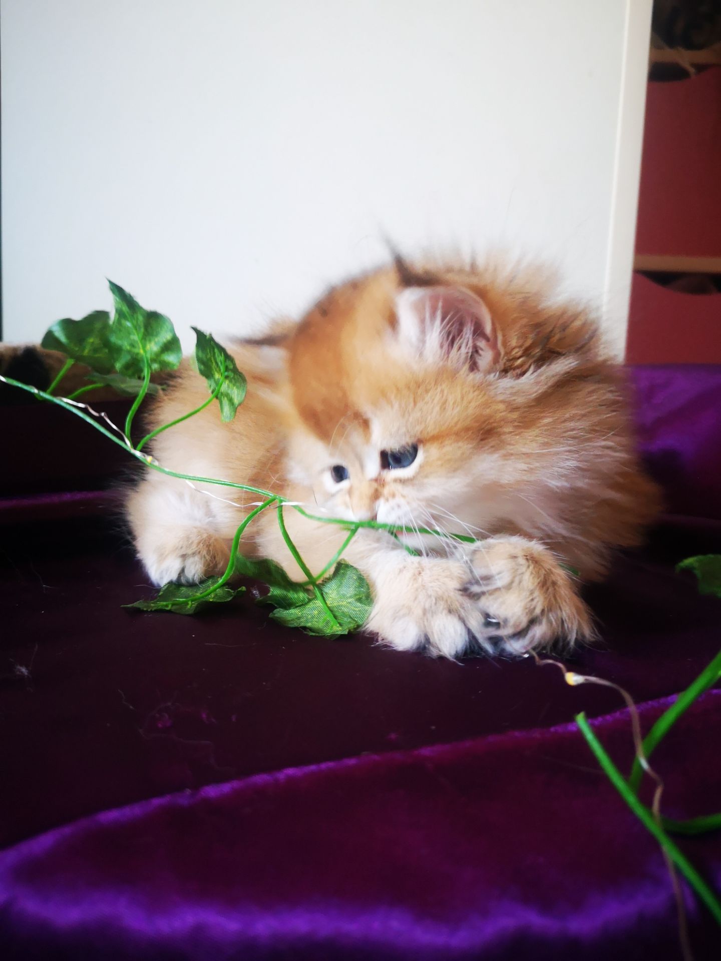 Котята британской золотой шиншиллы