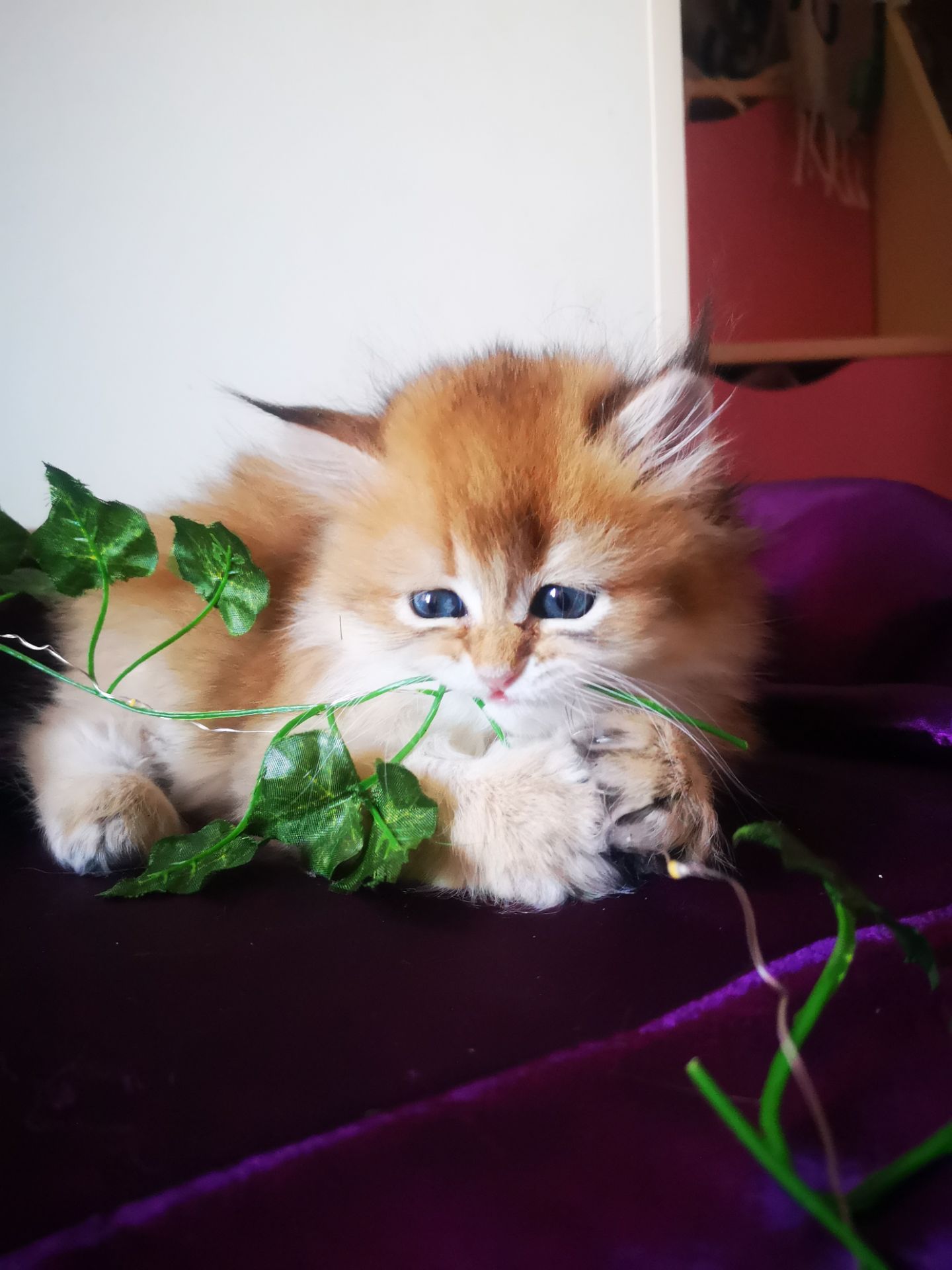 Котята британской золотой шиншиллы