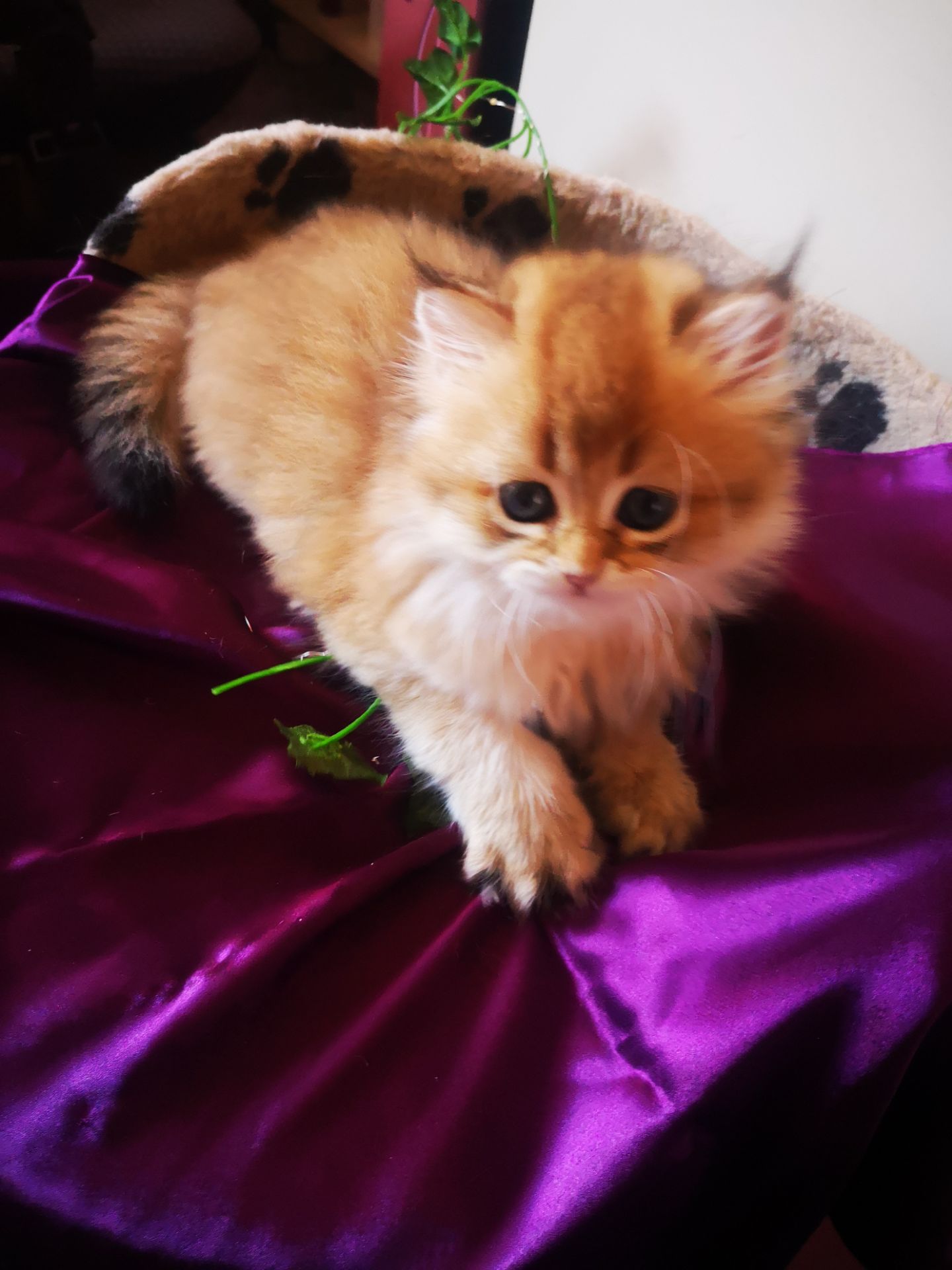 Котята британской золотой шиншиллы