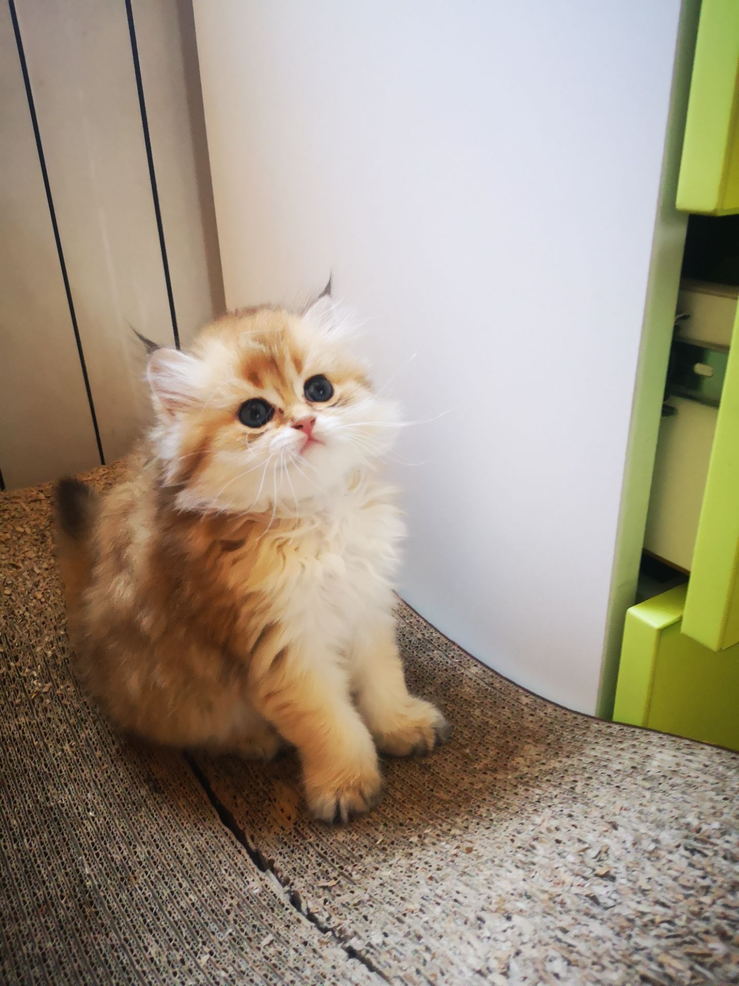 Котята британской золотой шиншиллы