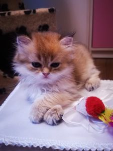 Котята британской золотой шиншиллы