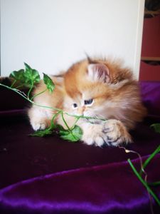 Котята британской золотой шиншиллы