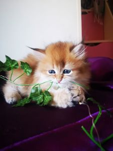 Котята британской золотой шиншиллы
