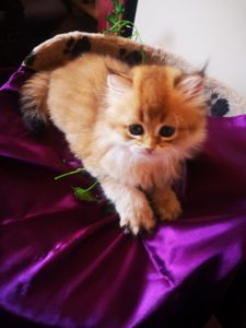 Котята британской золотой шиншиллы