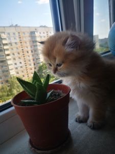 Котята британской золотой шиншиллы