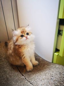 Котята британской золотой шиншиллы