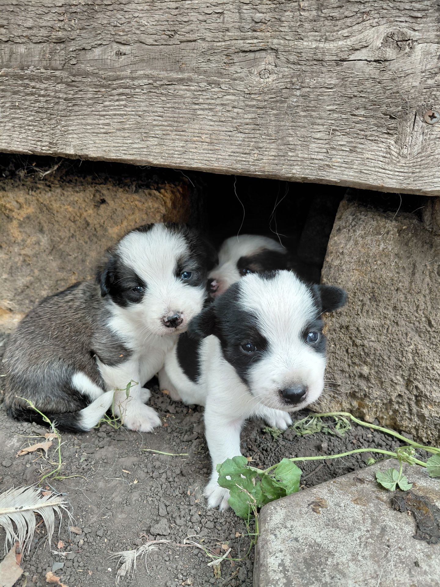 Віддам цуценят