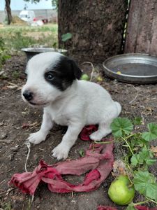 Віддам цуценят