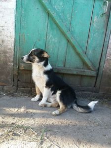 Віддам цуценят