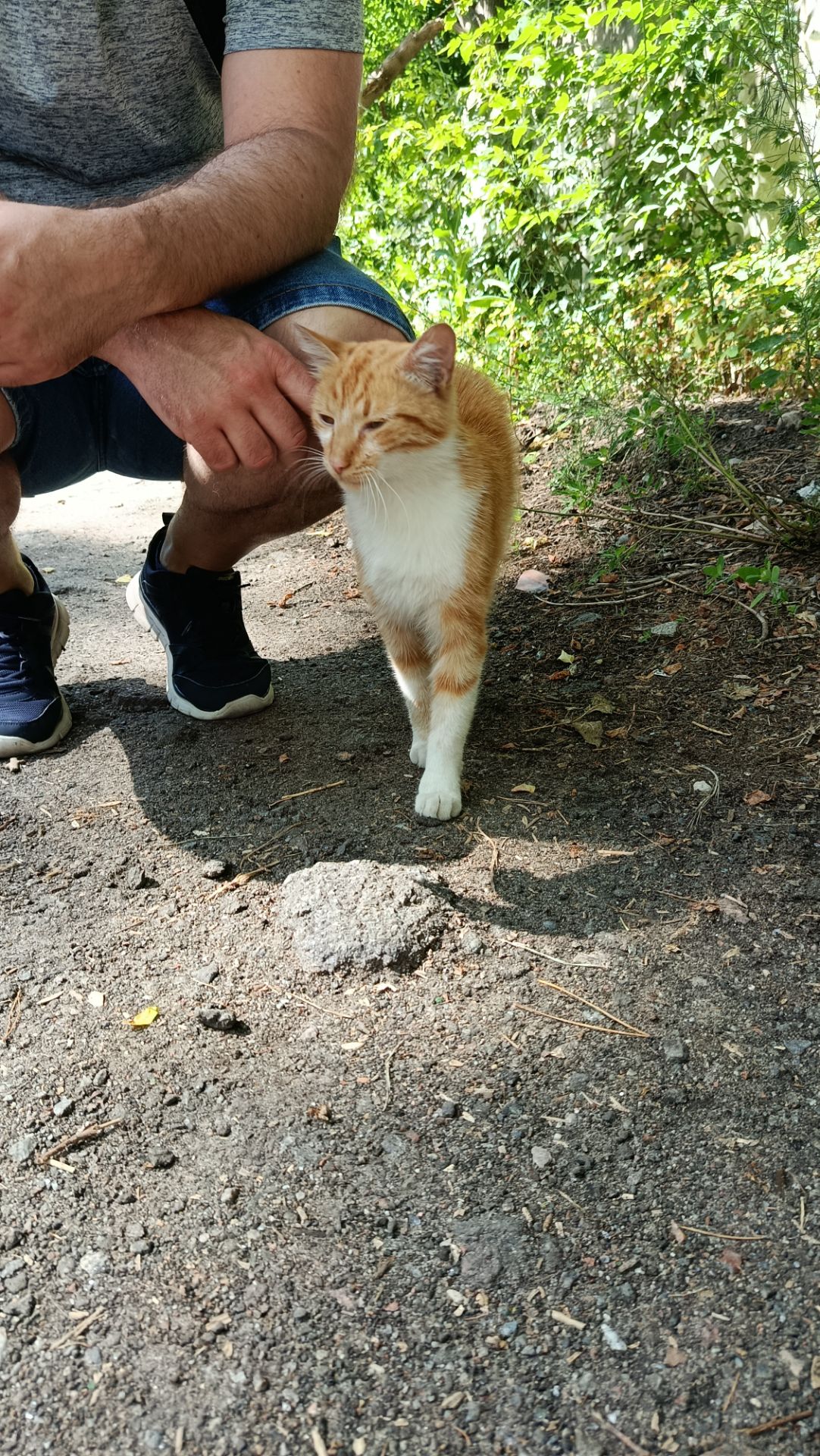Рудий котик Локі 🧡🐈 шукає родину, вік до 1 року, Київ