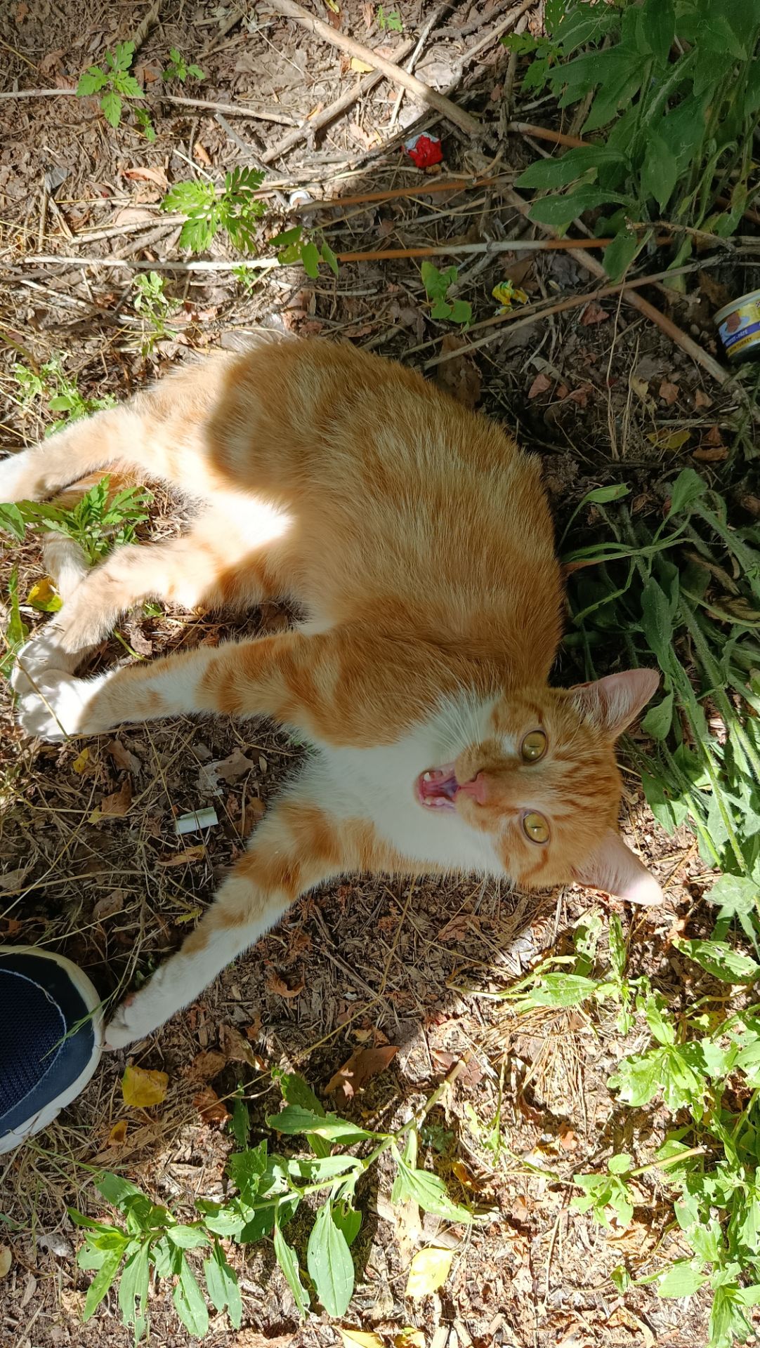Рудий котик Локі 🧡🐈 шукає родину, вік до 1 року, Київ