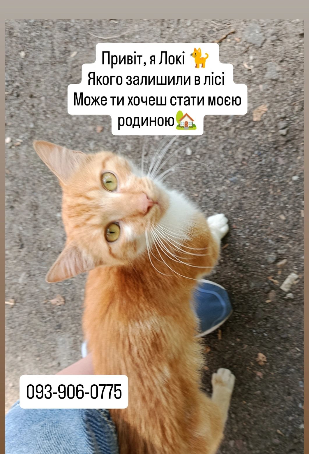 Рудий котик Локі 🧡🐈 шукає родину, вік до 1 року, Київ