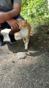 Рудий котик Локі 🧡🐈 шукає родину, вік до 1 року, Київ