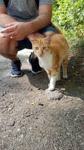 Рудий котик Локі 🧡🐈 шукає родину, вік до 1 року, Київ