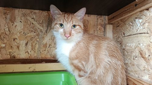 Рудий котик Локі 🧡🐈 шукає родину, вік до 1 року, Київ