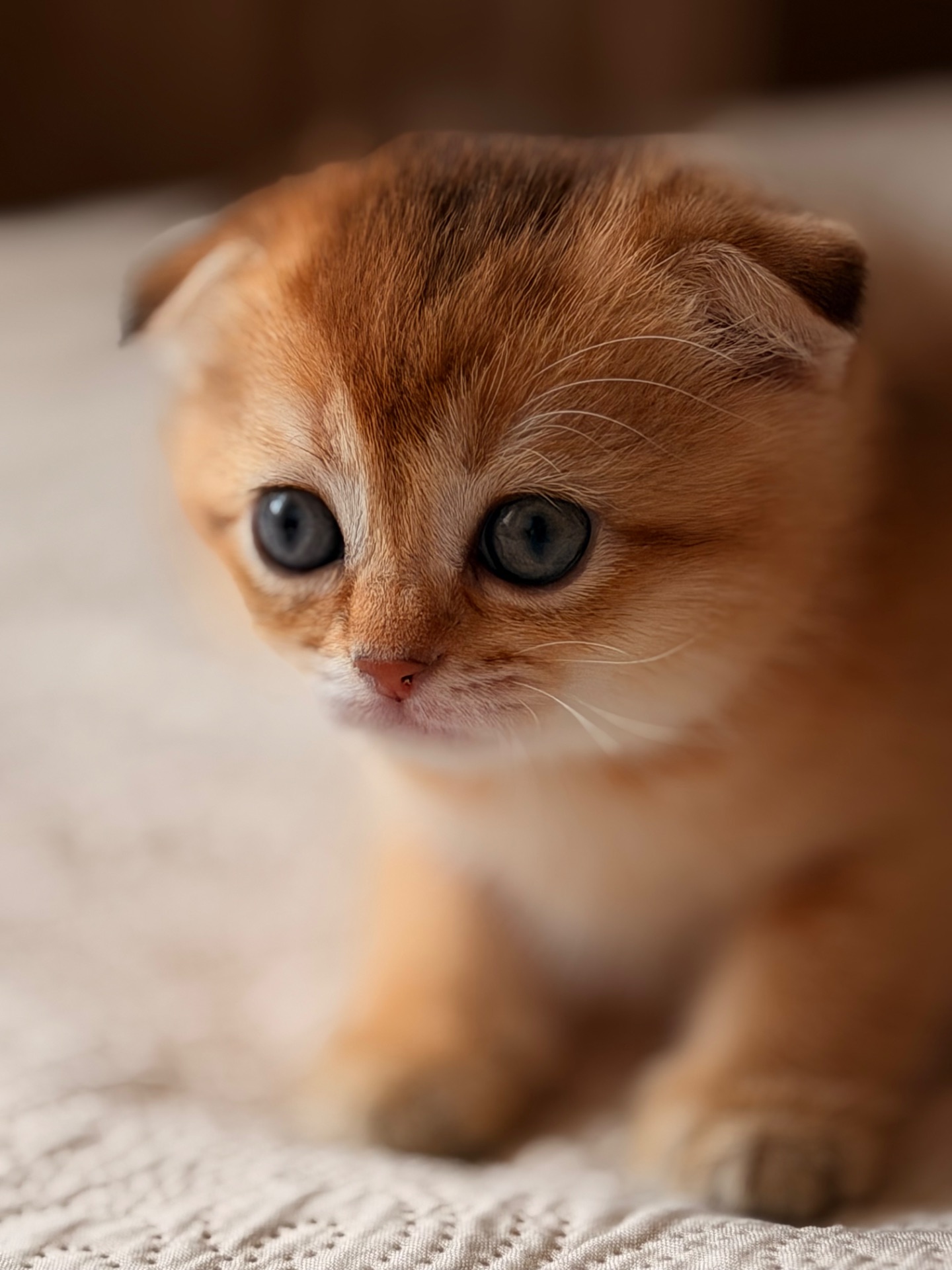 Котята золотой шиншиллы поинт
