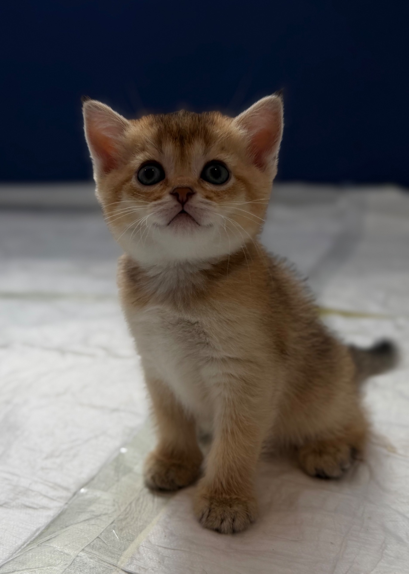 Котята золотой шиншиллы поинт