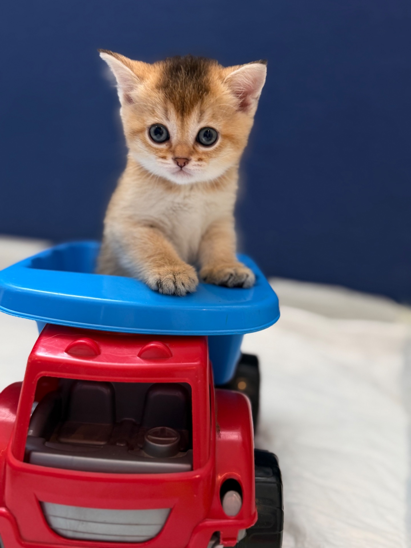 Котята золотой шиншиллы поинт